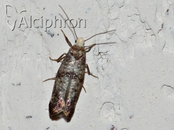 Swammerdamia pyrella