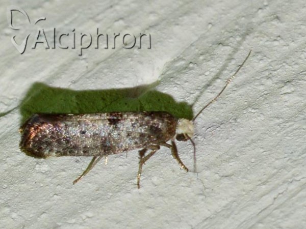 Swammerdamia pyrella