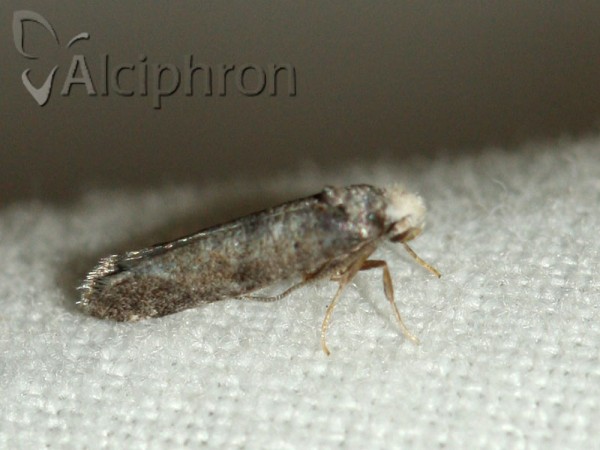 Swammerdamia pyrella