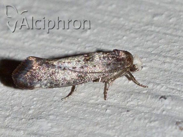 Swammerdamia pyrella