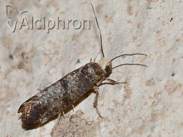 Swammerdamia pyrella