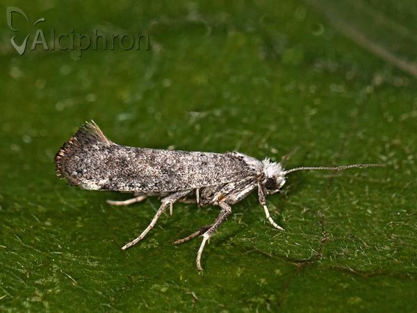 Swammerdamia compunctella