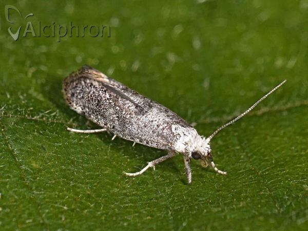 Swammerdamia compunctella