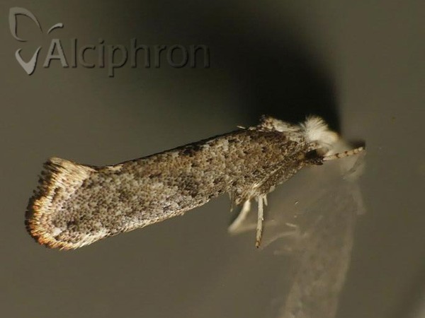 Swammerdamia compunctella