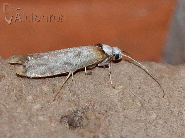 Pseudoswammerdamia combinella