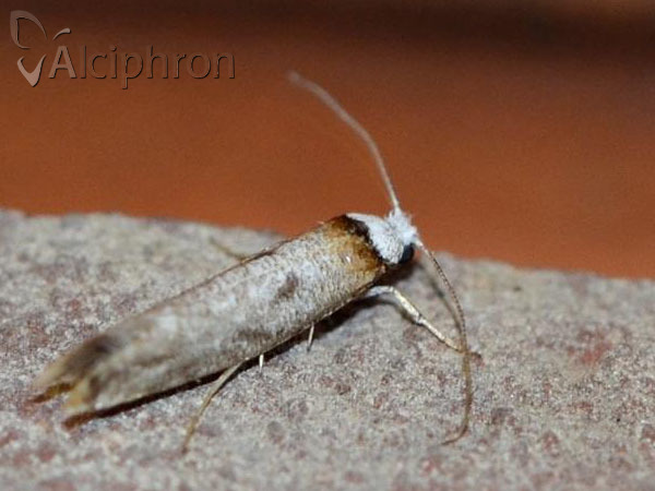 Pseudoswammerdamia combinella
