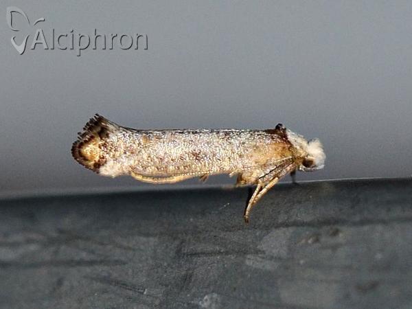Pseudoswammerdamia combinella