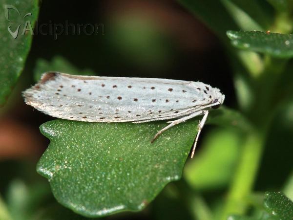 Yponomeuta evonymella