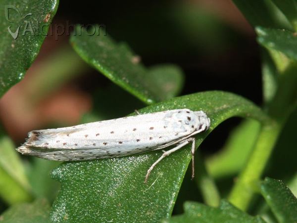 Yponomeuta evonymella