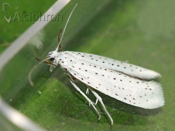 Yponomeuta evonymella