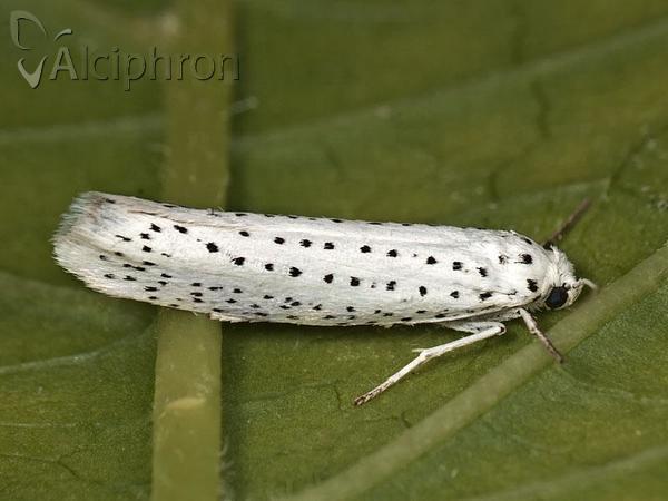 Yponomeuta evonymella