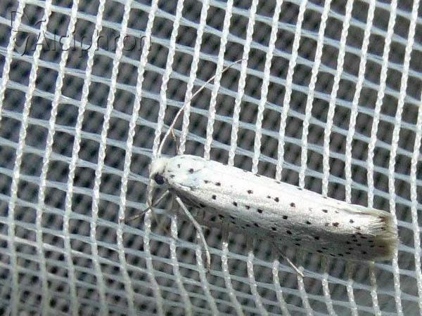Yponomeuta evonymella