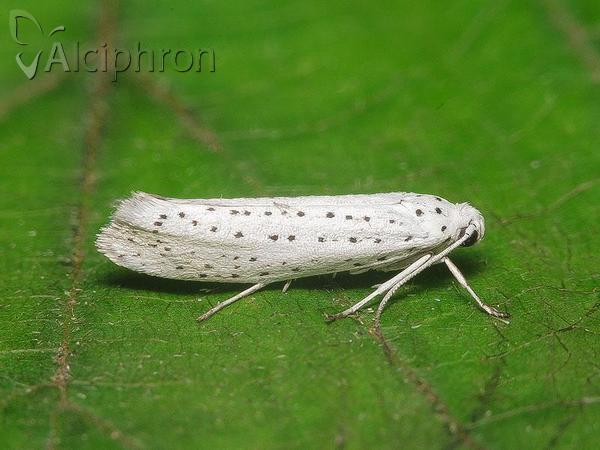 Yponomeuta evonymella