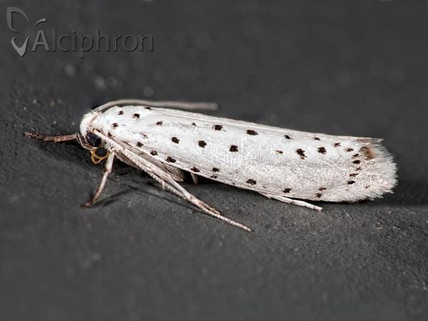 Yponomeuta padella
