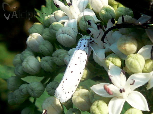 Yponomeuta padella