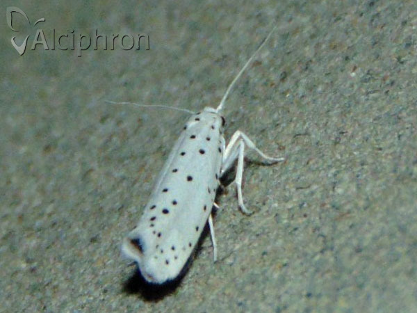 Yponomeuta padella