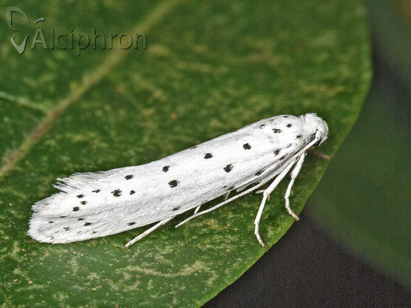 Yponomeuta cagnagella