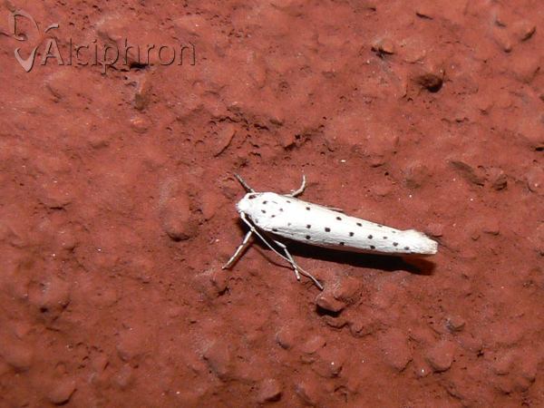 Yponomeuta cagnagella