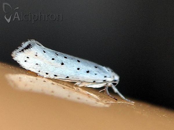 Yponomeuta cagnagella