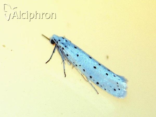 Yponomeuta cagnagella