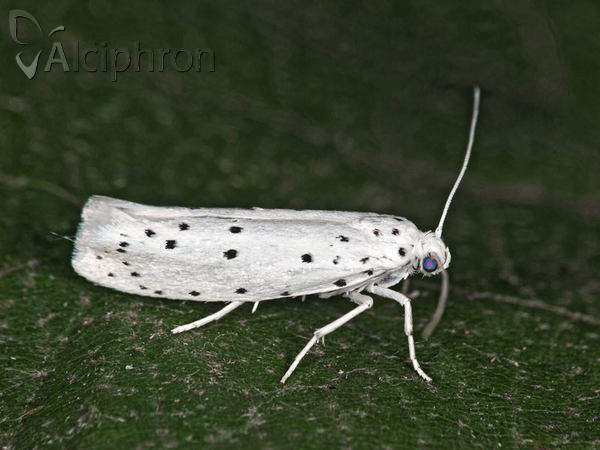 Yponomeuta cagnagella