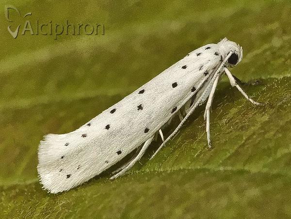 Yponomeuta cagnagella