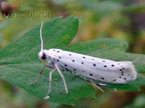 Yponomeuta rorrella