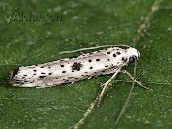 Yponomeuta irrorella