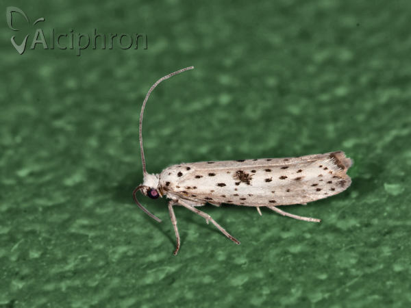 Yponomeuta irrorella