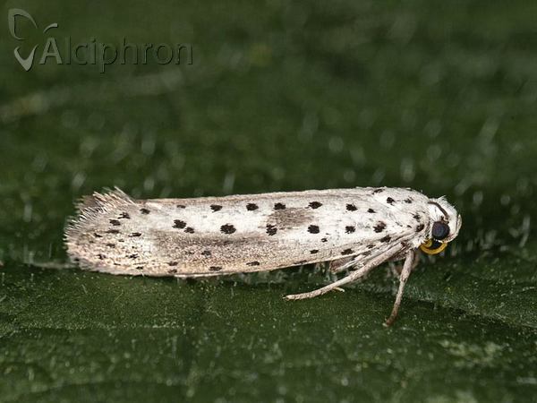 Yponomeuta irrorella