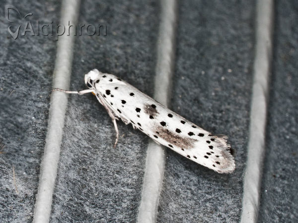 Yponomeuta irrorella