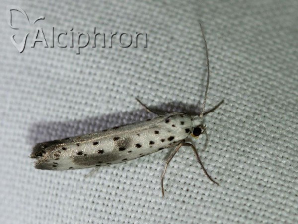 Yponomeuta irrorella