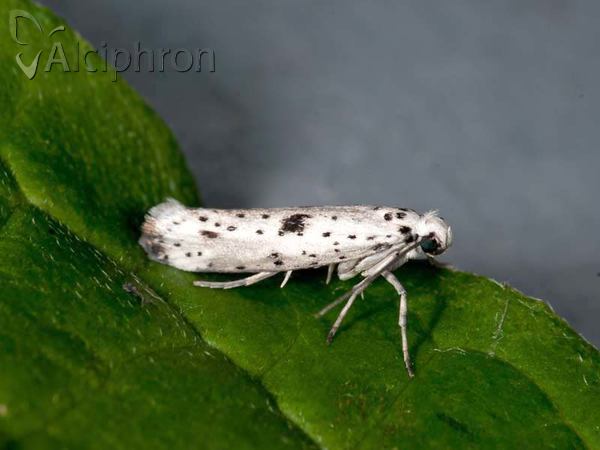 Yponomeuta plumbella