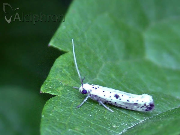 Yponomeuta plumbella
