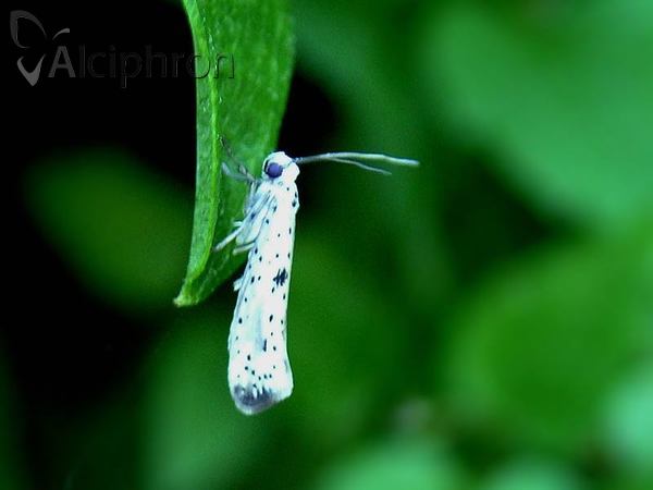 Yponomeuta plumbella
