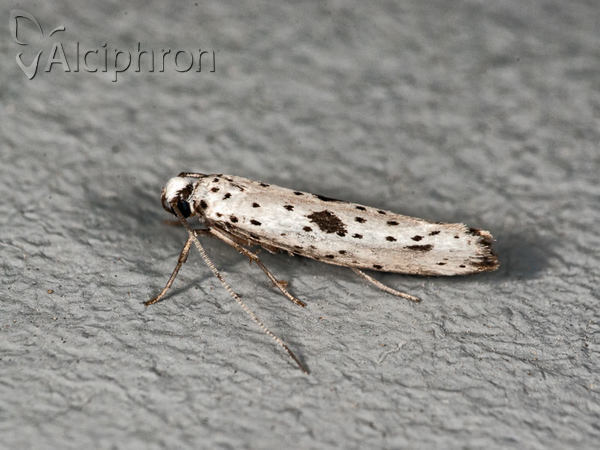 Yponomeuta plumbella
