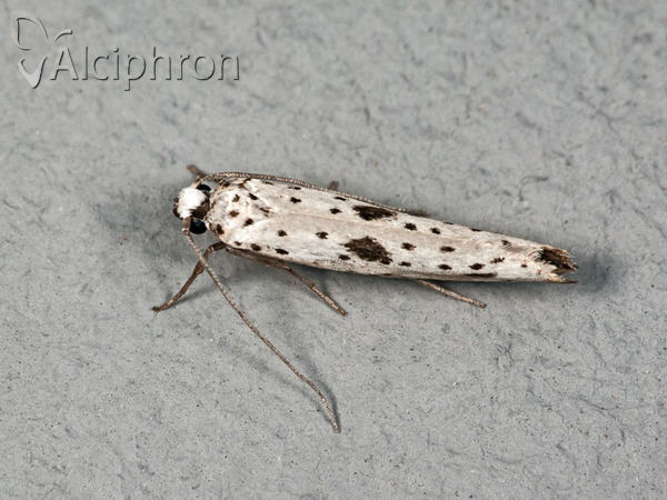 Yponomeuta plumbella