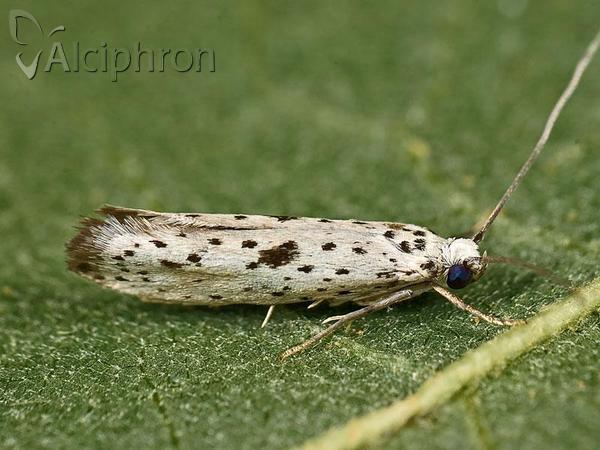 Yponomeuta plumbella