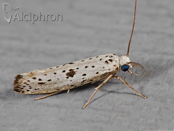 Yponomeuta plumbella