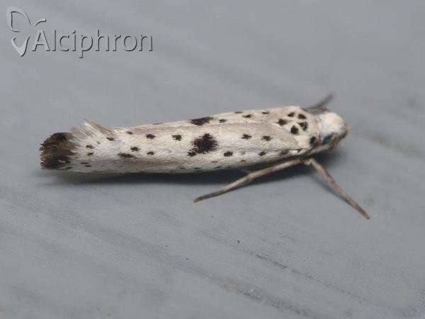 Yponomeuta plumbella