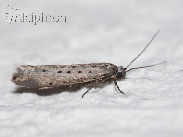 Yponomeuta sedella