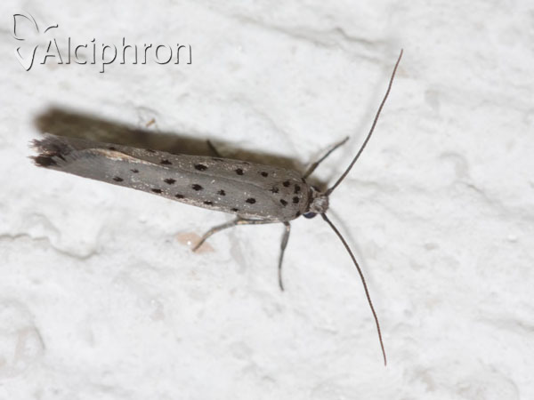 Yponomeuta sedella