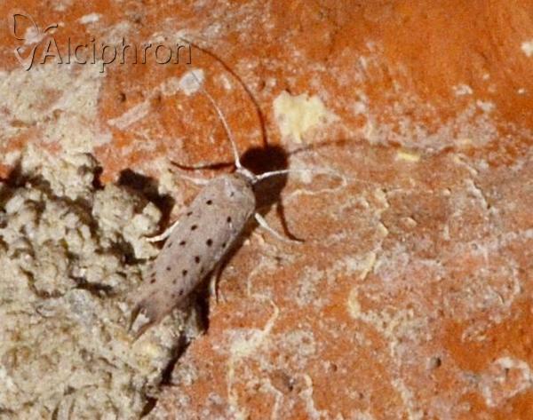 Yponomeuta sedella