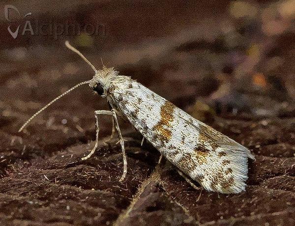 Scythropia crataegella