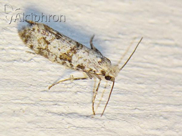 Scythropia crataegella