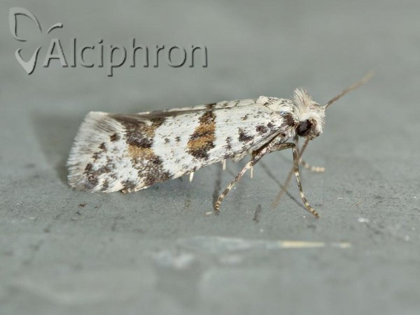 Scythropia crataegella