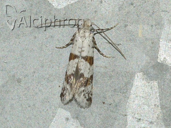 Scythropia crataegella