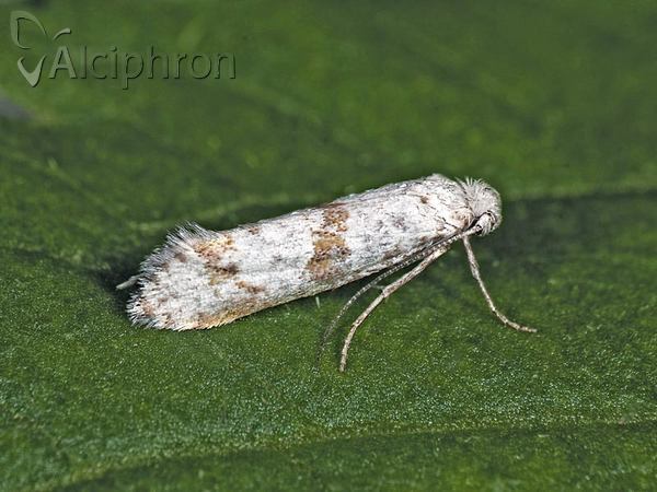 Scythropia crataegella
