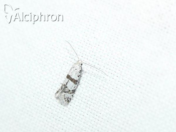 Scythropia crataegella