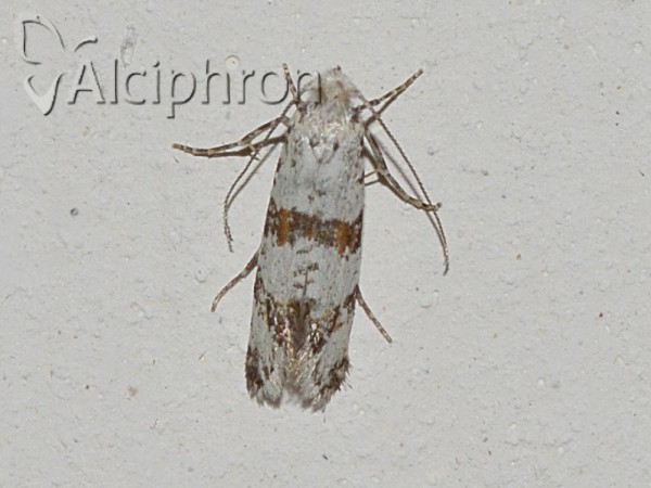 Scythropia crataegella